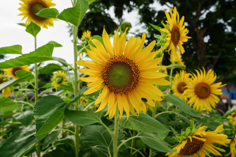 a field of sunflowers on a cloudy day, pexels, visual art, cottagecore flower garden, yellow and green, a single, highly realistic”