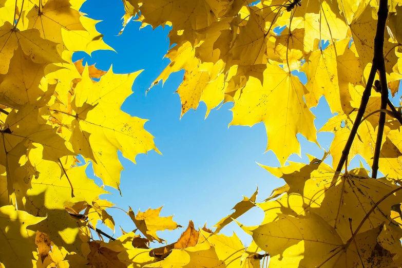 a tree filled with lots of yellow leaves, an album cover, by Paul Davis, unsplash, visual art, sky blue, circular, rectangle, large leaves