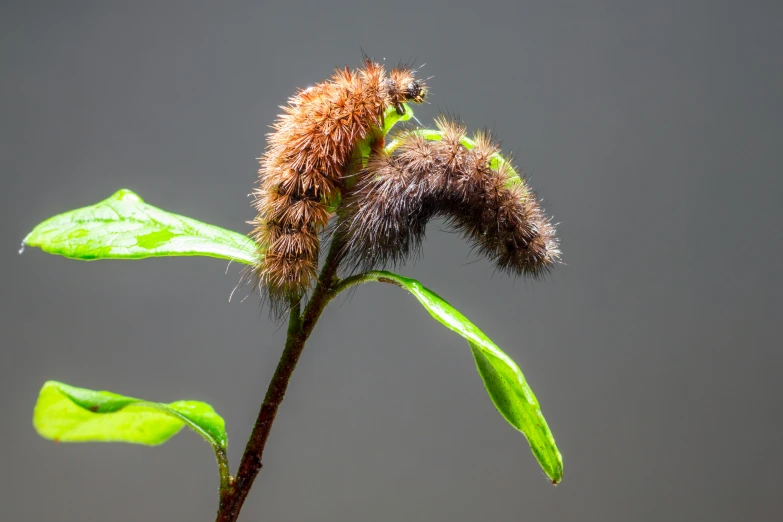 a close up of a plant with a cater on it, a macro photograph, by Jan Rustem, hurufiyya, thick fluffy tail, worm brown theme, portrait image, thumbnail