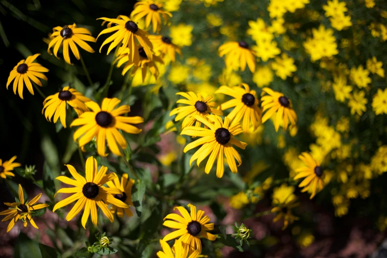 a bunch of yellow flowers sitting on top of a lush green field, by Carey Morris, pexels, yellow and black trim, in a cottagecore flower garden, multiple small black eyes, shaded