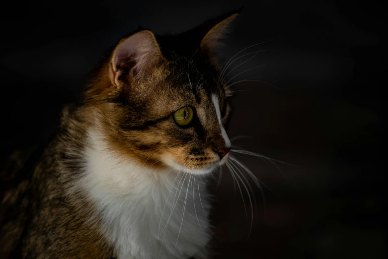 a close up of a cat with a dark background, a portrait, unsplash, portrait image, left profile, calico, soft light - n 9