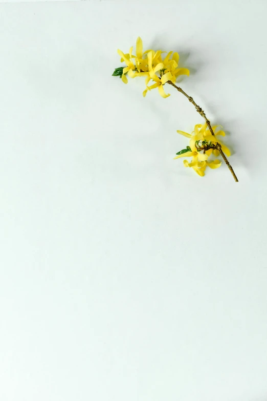 a yellow flower sitting on top of a white surface, twigs, lying scattered across an empty, crisp image, ignant