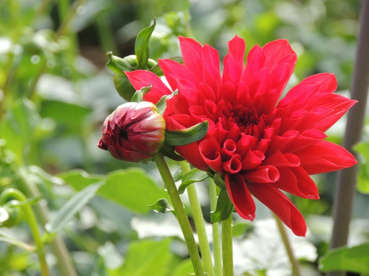 a red flower sitting on top of a lush green field, dahlias, persian queen, award - winning, bulbous
