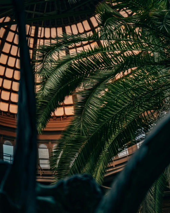 a building with a palm tree in front of it, inspired by Elsa Bleda, unsplash contest winner, art nouveau, inside a dome, low quality photo, fern, in magnificent shopping mall