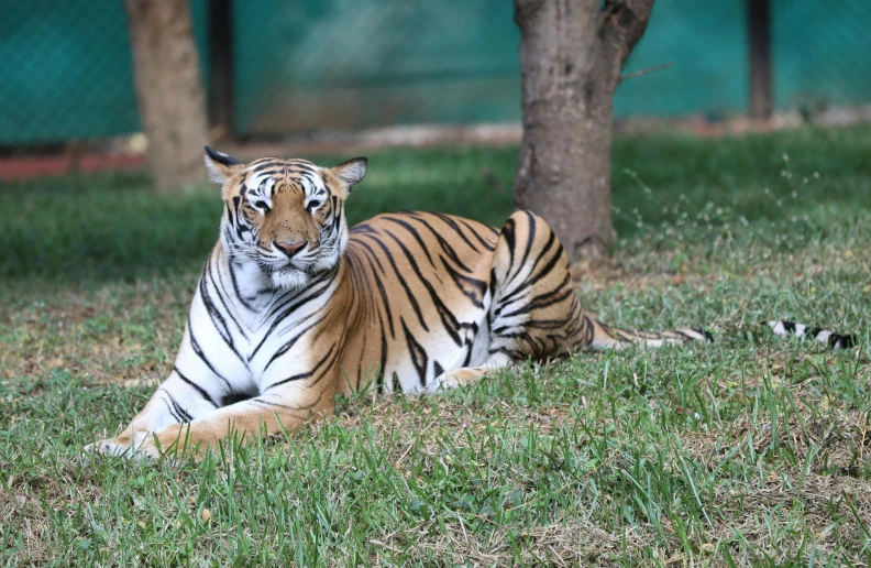 a tiger that is laying down in the grass, posing for a picture