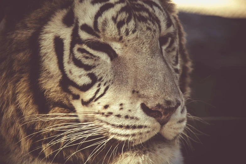 a close up of a tiger's face with a blurry background, trending on pexels, vintage photo, white, ready to eat, portrait”