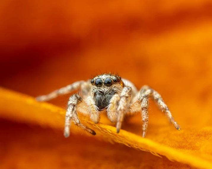 a close up of a spider on a leaf, by Adam Marczyński, pexels contest winner, hurufiyya, gray and orange colours, silver eyes full body, miniature animal, closeup 4k