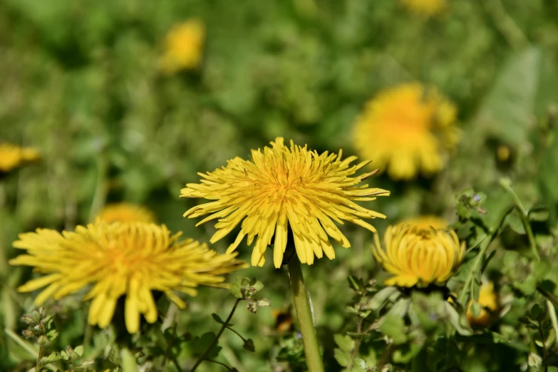 a field filled with lots of yellow flowers, a portrait, pixabay, hurufiyya, dandelion, portrait image, gardening, a bald