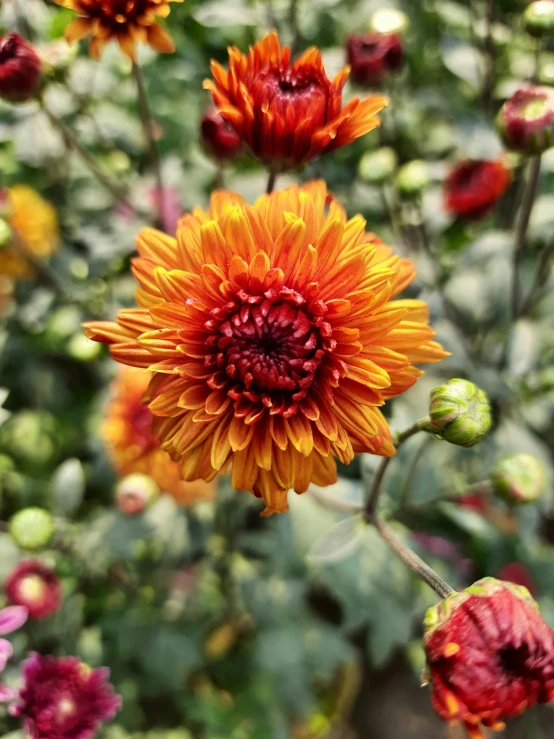 a close up of a bunch of flowers, orange fluffy belly, autumnal empress, gradient red to yellow, in a cottagecore flower garden