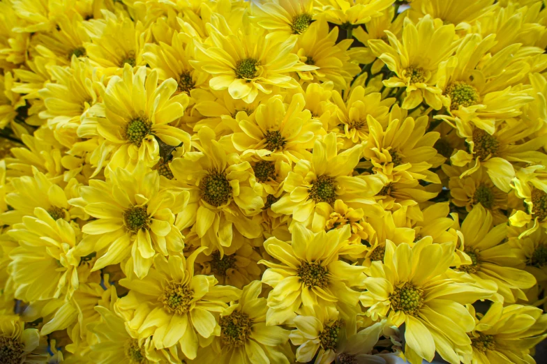 a bunch of yellow flowers in a vase, zoomed out shot, chrysanthemums, listing image, yellow sunshine