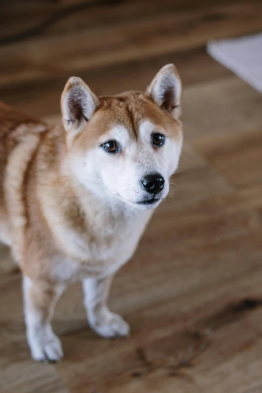 a brown and white dog standing on top of a wooden floor, a portrait, inspired by Shiba Kōkan, trending on unsplash, silver, holo, concerned, asian