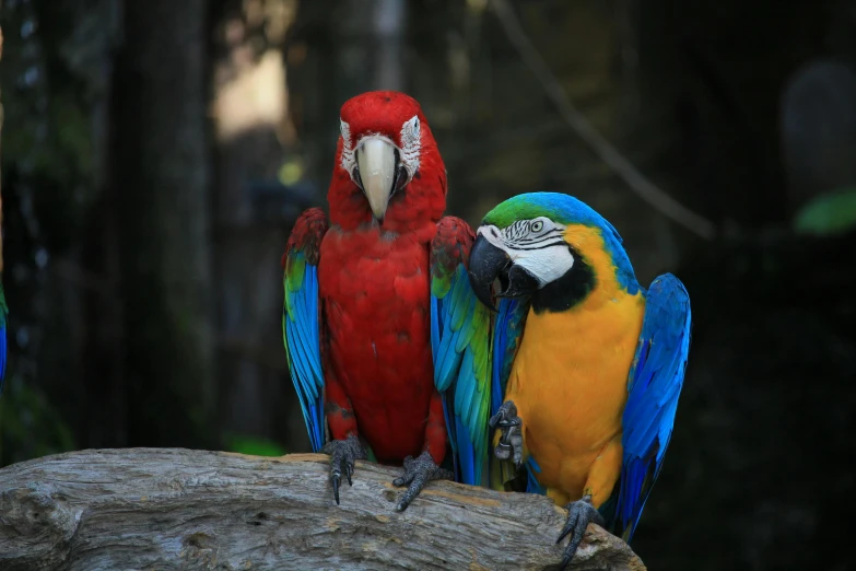 a couple of colorful birds sitting on top of a tree branch, a portrait, pexels contest winner, 🦩🪐🐞👩🏻🦳, red yellow blue, sitting on a log, blue arara
