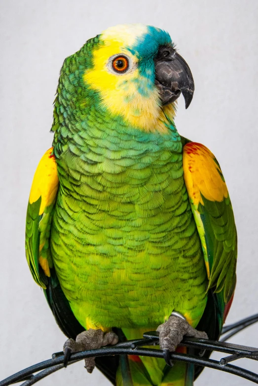 a green and yellow parrot sitting on top of a wire, regal pose, vibrant color with gold speckles, full - bodied portrait, a tall