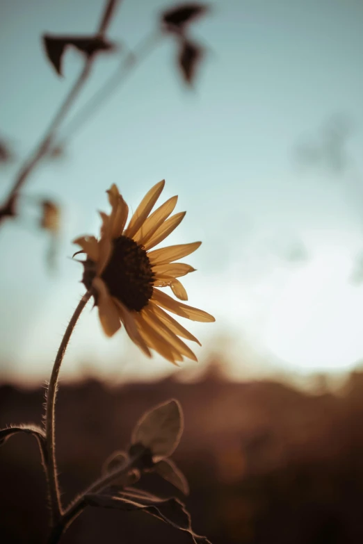 a sunflower sitting in the middle of a field, unsplash, soft light from the side, brown, instagram photo, single