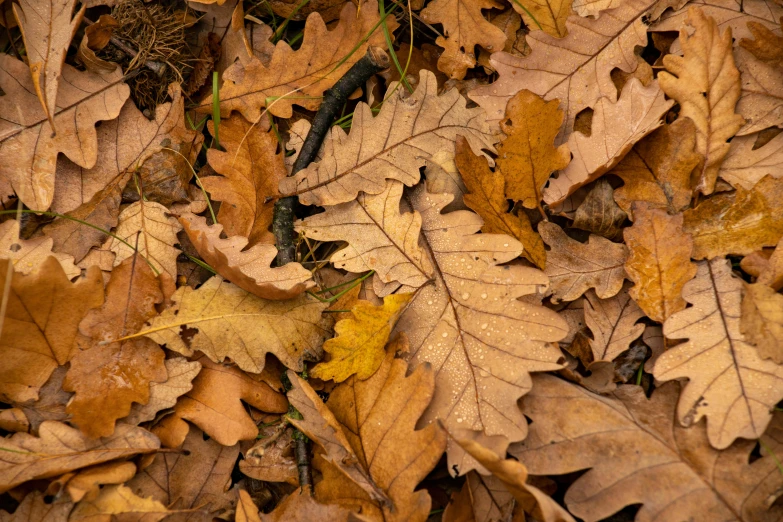 a bunch of leaves laying on the ground, trending on pexels, oak leaves, thumbnail, brown, multi - layer