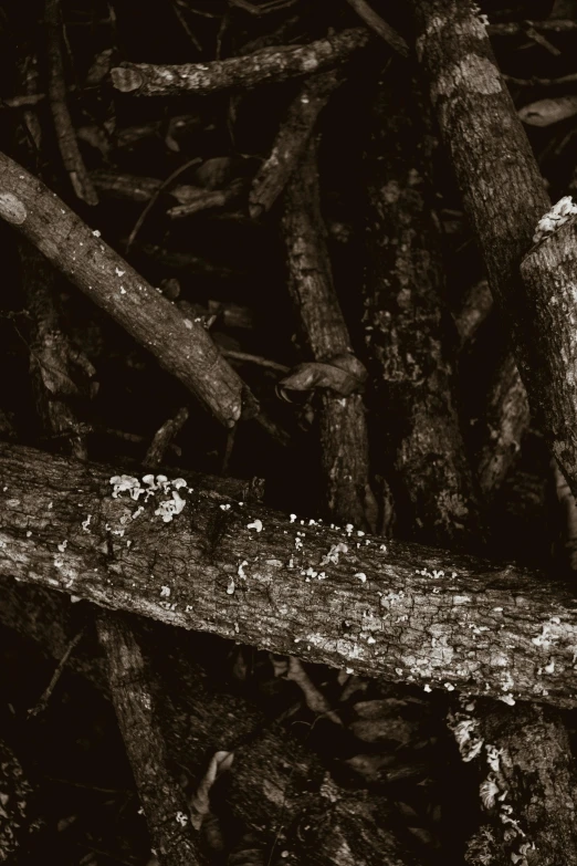 a black and white photo of an owl perched on a tree branch, a black and white photo, unsplash, conceptual art, slime mold forest environment, wooden logs, close-up print of fractured, ground covered in maggots