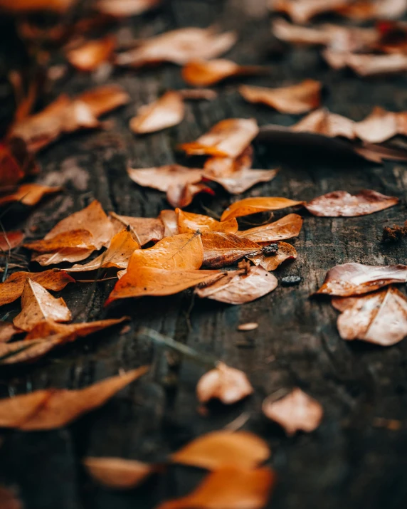 a pile of leaves sitting on top of a wooden table, trending on pexels, thumbnail, brown:-2, lgbtq, cinematic shot