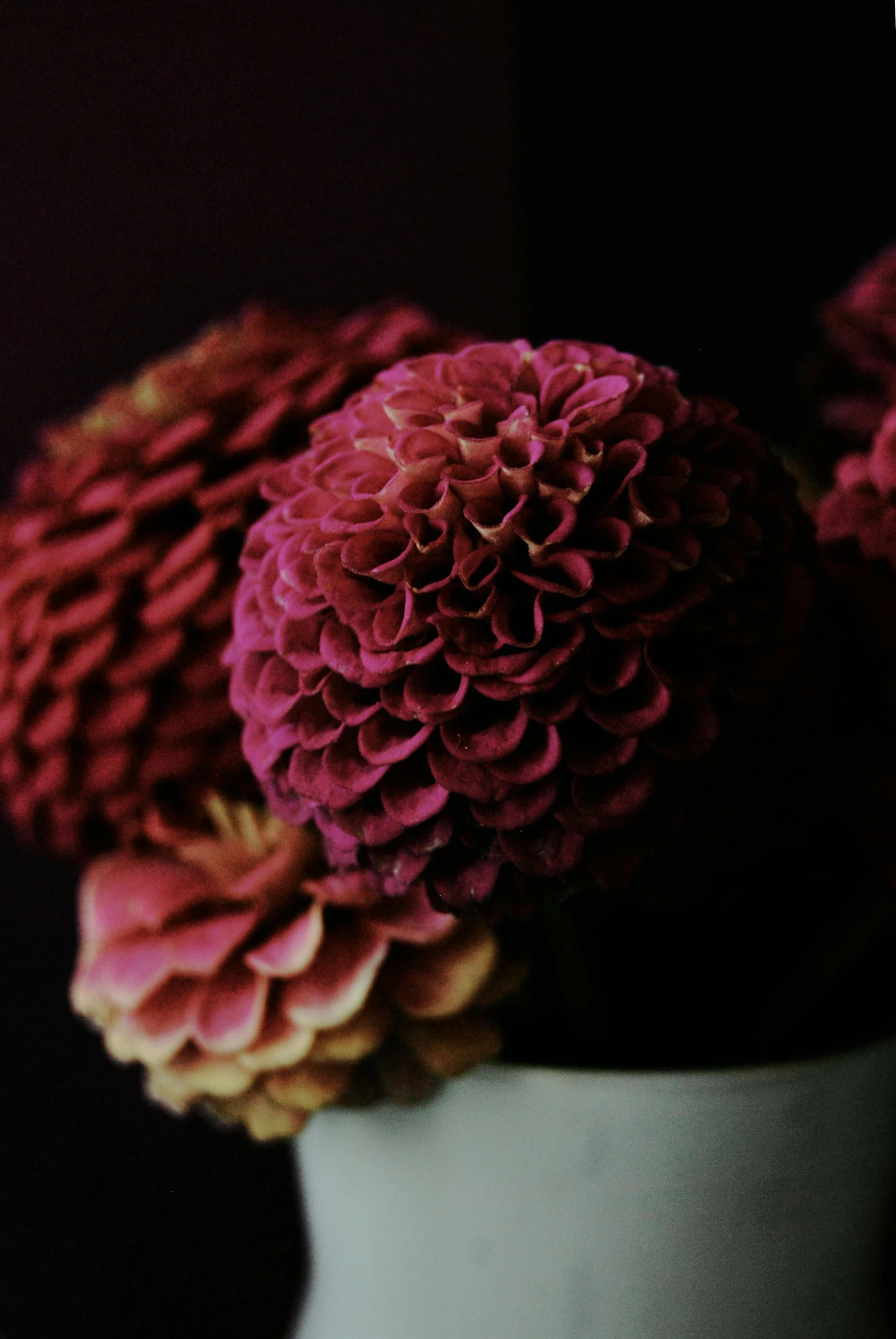 a white vase filled with pink flowers on top of a table, a digital rendering, unsplash, baroque, maroon, coxcomb, close - up photograph, muted colour