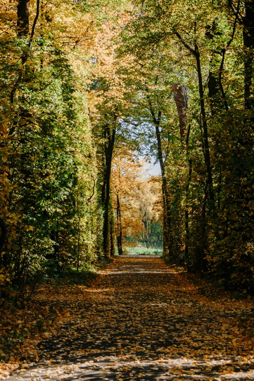 an image of a path in the woods, pexels contest winner, visual art, golden colors, northern france, infinitely long corridors, trees with lots of leaves