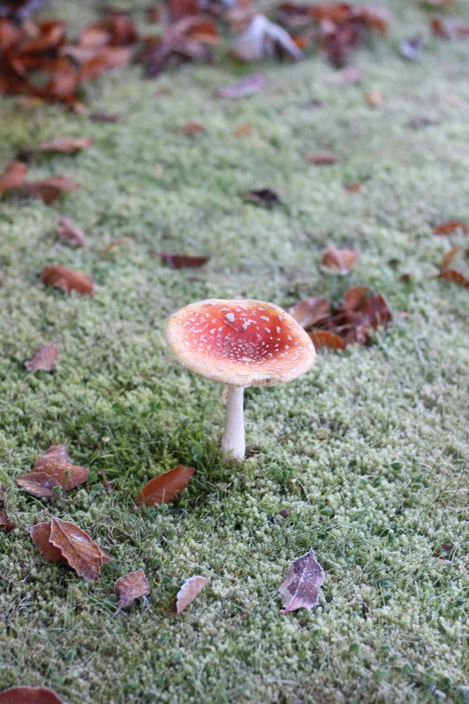 a mushroom sitting on top of a lush green field, a macro photograph, inspired by Elsa Bleda, unsplash, red fog on the ground, frosted, spotted ultra realistic, resin