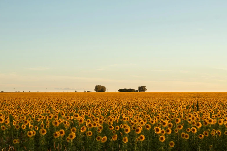 a field of sunflowers on a sunny day, a photo, by Kristin Nelson, minimalism, oklahoma, large scale photo, wide open city ”, dwell