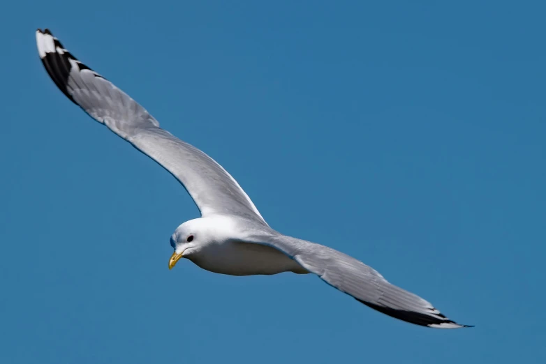 a white and black bird flying through a blue sky, a portrait, by David Budd, pexels contest winner, arabesque, maryport, pale head, with a yellow beak, view from bottom