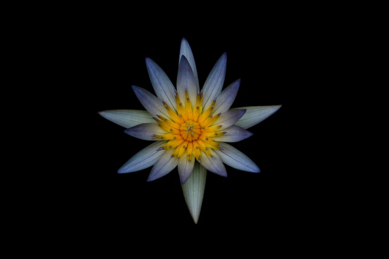 a close up of a flower on a black background, by Jan Rustem, hurufiyya, blue and yellow, nymphaea, top-down view, gray