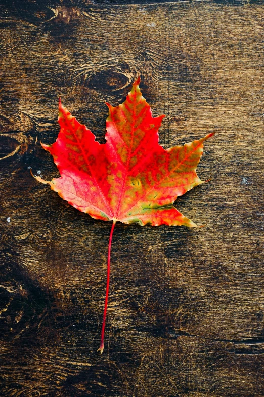 a red leaf sitting on top of a wooden table, square, multi - coloured, toronto, hero