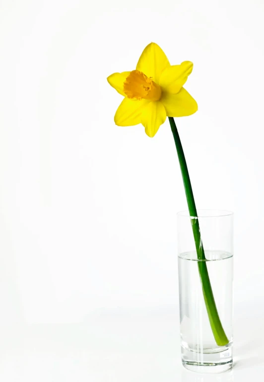 a single yellow flower in a glass of water, by Kristin Nelson, minimalism, daffodils, large tall, hyperminimalist, istockphoto