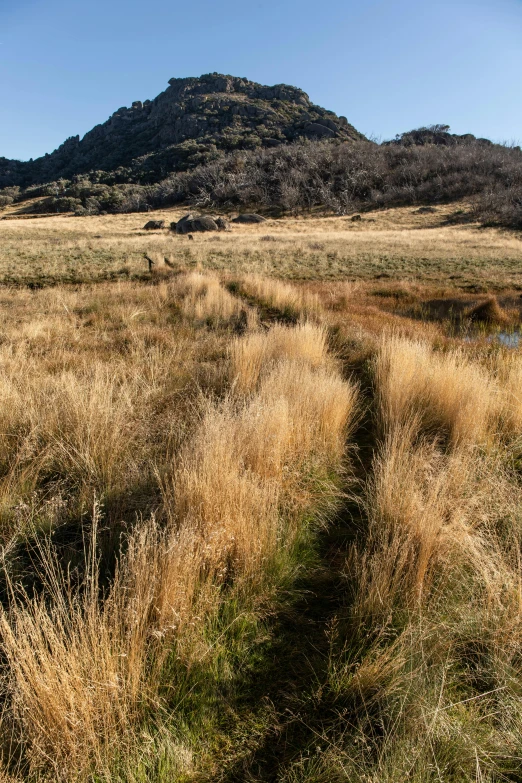 a grassy field with a mountain in the background, creeks, dry grass, leading lines, kahikatea