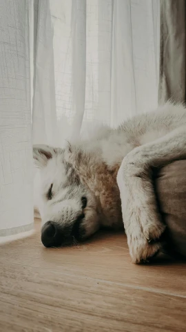 a white dog laying on top of a wooden floor, by Matija Jama, pexels contest winner, portrait of retarded wolf, sweet dreams, gif, in a comfy house