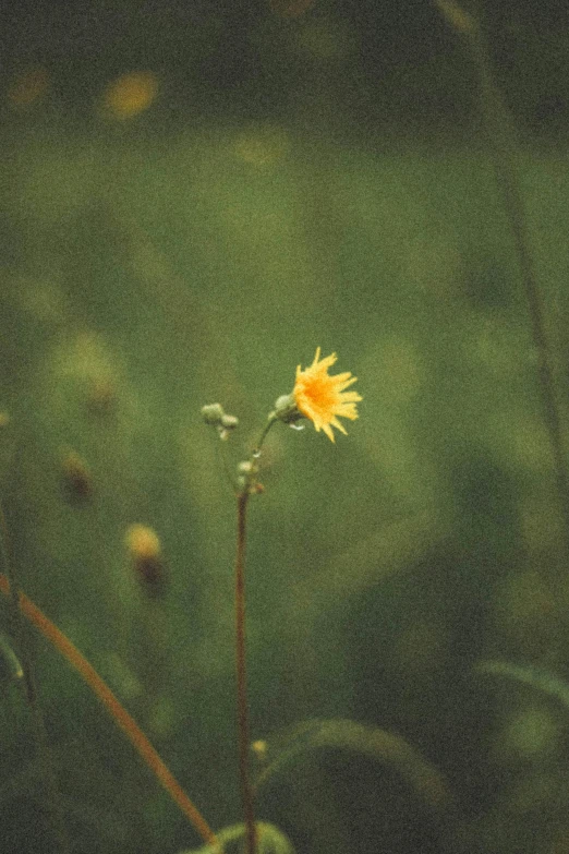 a yellow flower sitting on top of a lush green field, inspired by Elsa Bleda, postminimalism, grainy polaroid, album, a single, lo-fi