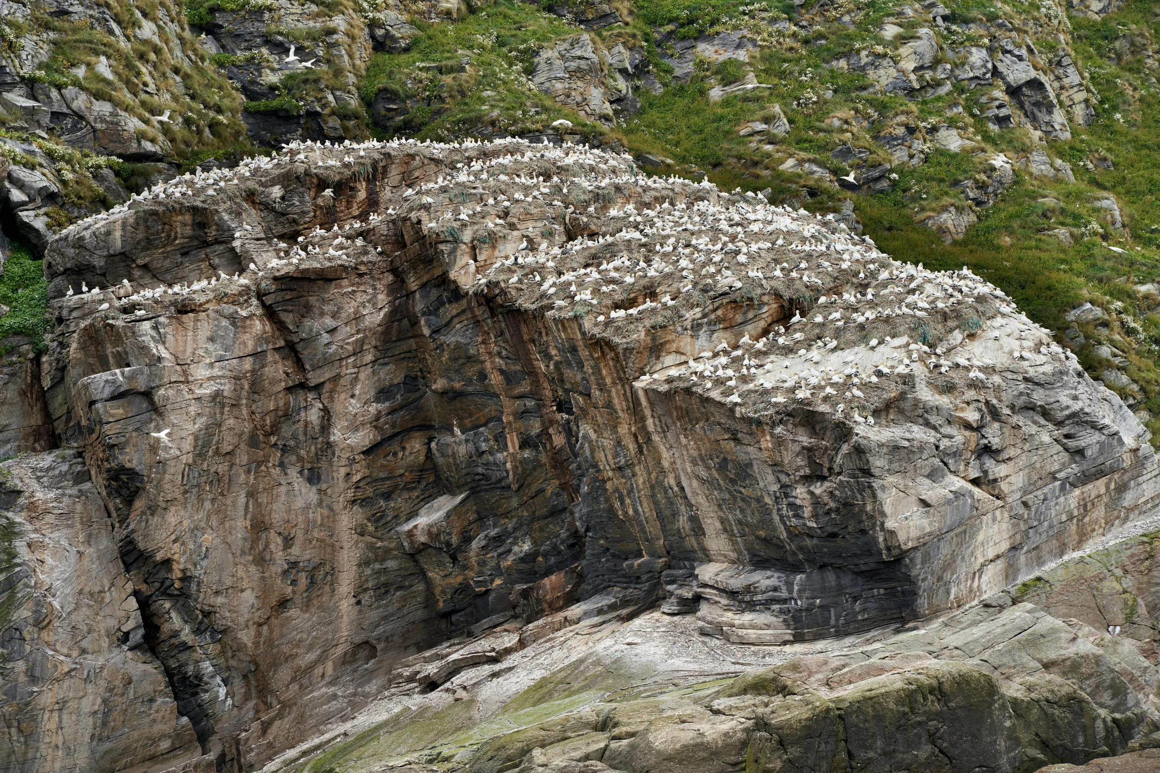 a flock of birds sitting on top of a rocky cliff, steep cliffs, white bird skulls, fjords, thumbnail