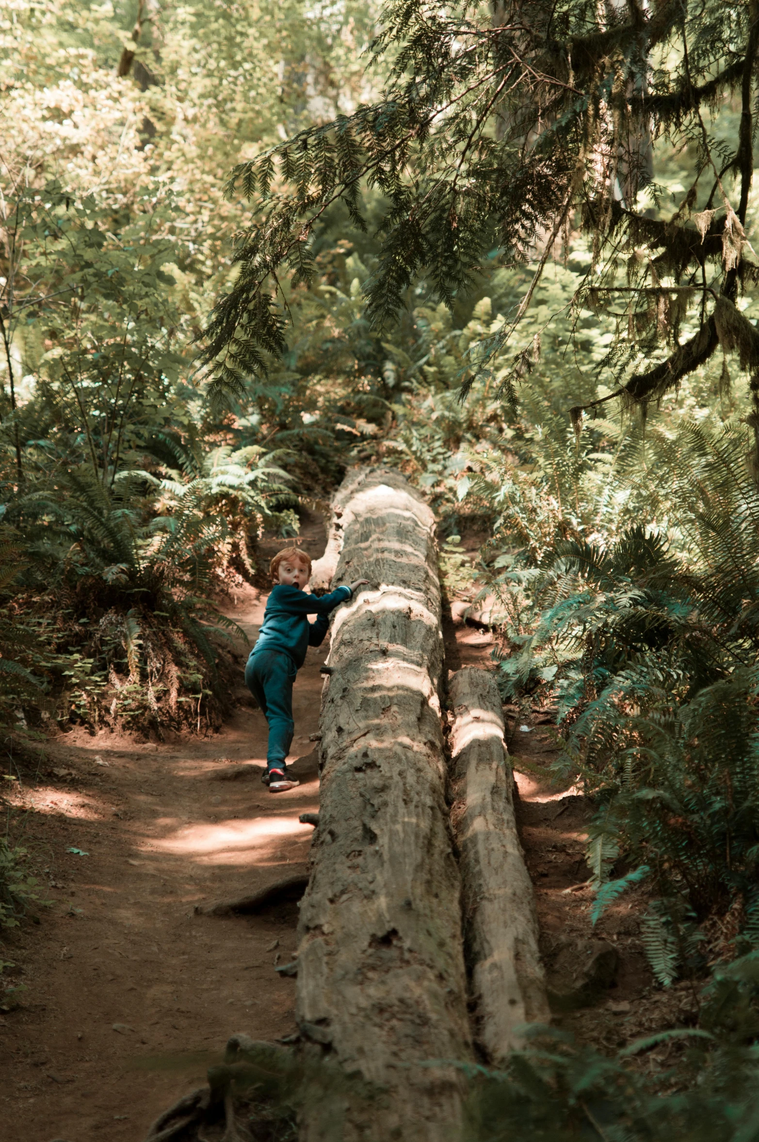 a person standing on a fallen tree in a forest, cascadian, panoramic view of girl, lush gnarly plants, children's