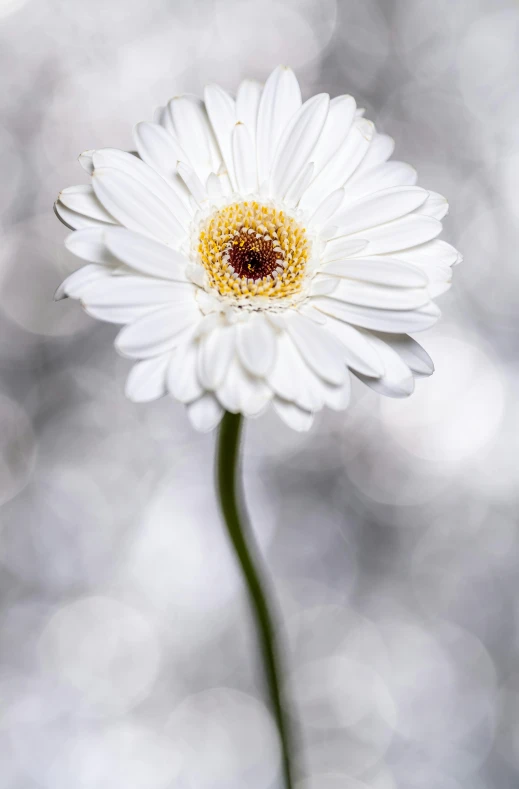 a single white flower in front of a blurry background, by Alison Geissler, shutterstock contest winner, art photography, portrait of tall, highly detailed product photo, white and gold, daisy