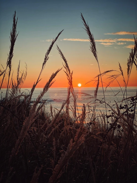 a sunset over a body of water with tall grass in the foreground, by Matt Cavotta, unsplash contest winner, overlooking the ocean, taken on iphone 14 pro, pacific northwest coast, today\'s featured photograph 4k
