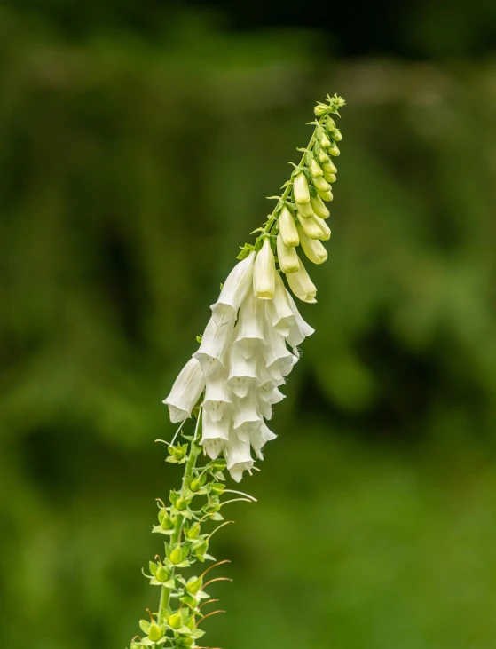 a white flower sitting on top of a lush green field, by Jan Henryk Rosen, unsplash, hurufiyya, unicorn horn, tall hat, acanthus, ermine