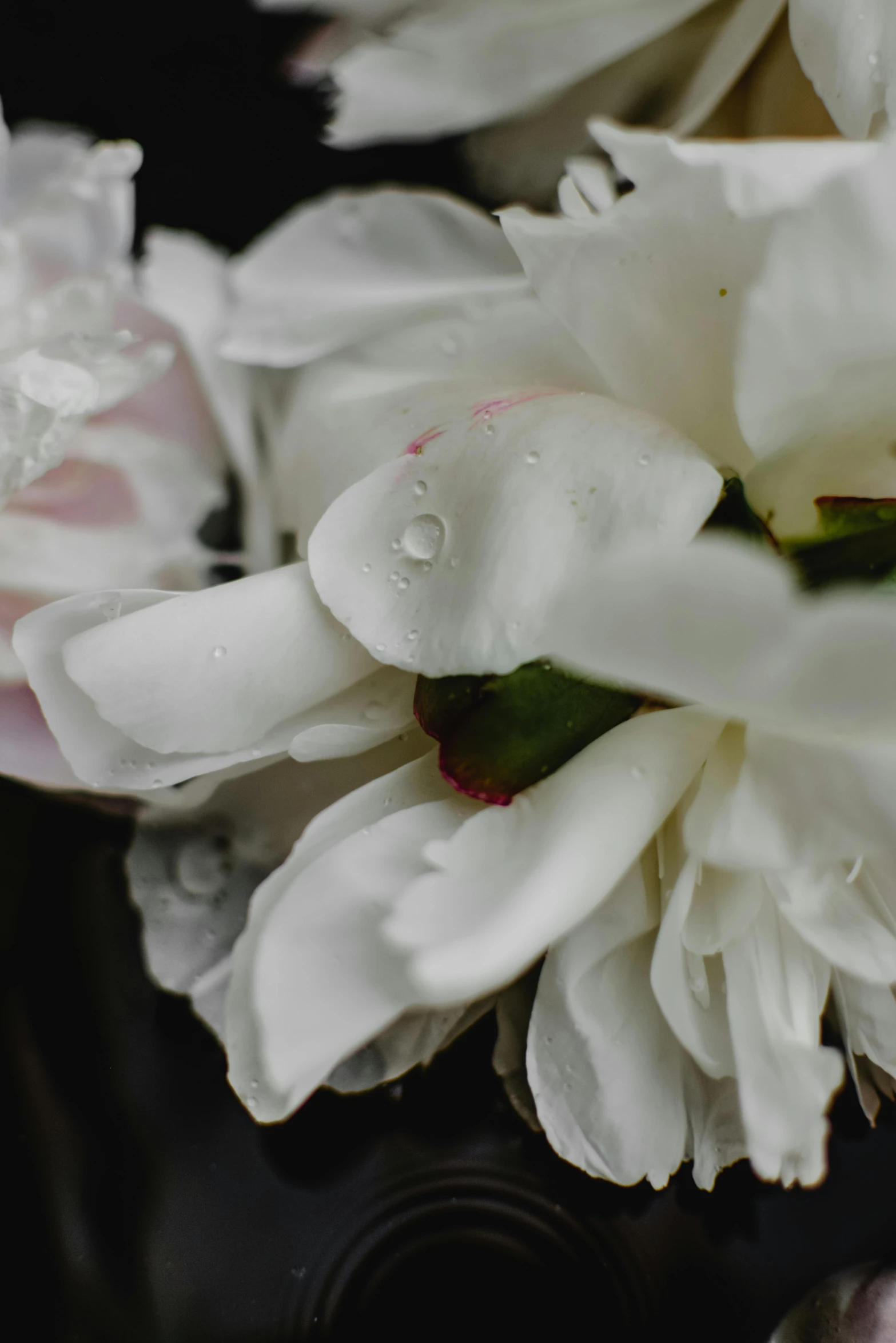 a close up of a bunch of flowers in a vase, white mist, slide show, peony, dramatic rain