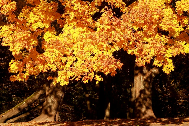 a red fire hydrant sitting in the middle of a forest, inspired by Maxfield Parrish, hurufiyya, maple trees with fall foliage, large tree casting shadow, slide show, yellow-orange