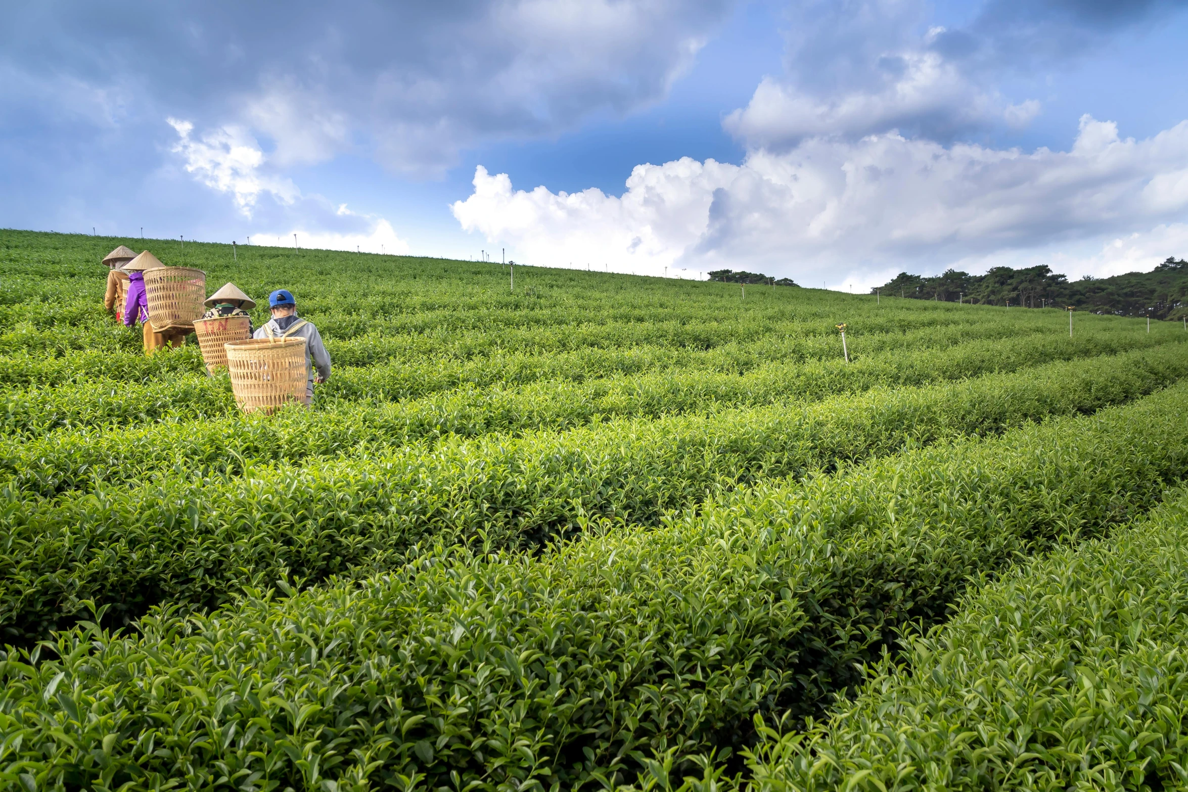 a group of women picking tea leaves in a field, by Yasushi Sugiyama, pixabay, avatar image, a landscape of hedge maze, green and blue, landscape photo