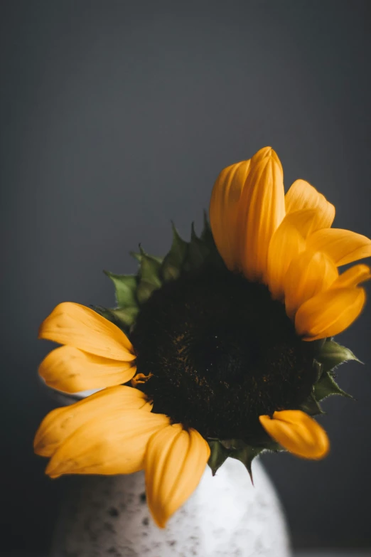 a close up of a sunflower in a vase, by Carey Morris, trending on unsplash, minimalism, on a gray background, dark grey and orange colours, various posed, high angle shot