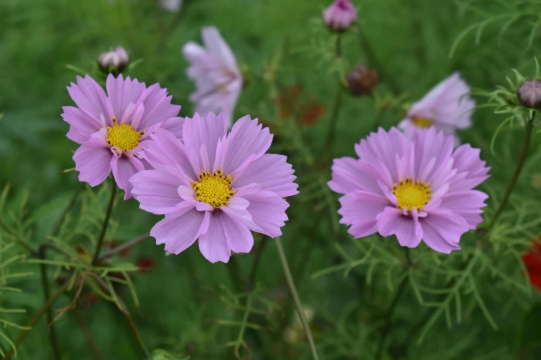 a group of purple flowers sitting on top of a lush green field, miniature cosmos, mystical kew gardens, faded pink, subtle detailing