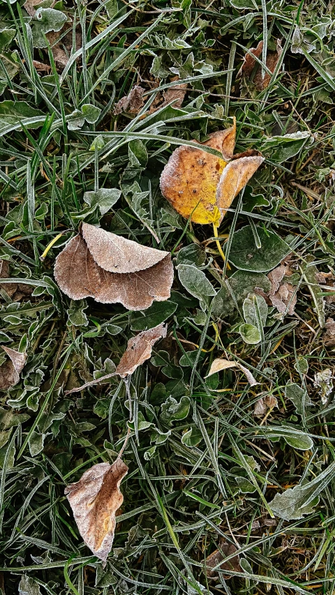 a teddy bear sitting on top of a lush green field, covered in fallen leaves, frost on the canvas, thumbnail, fungus