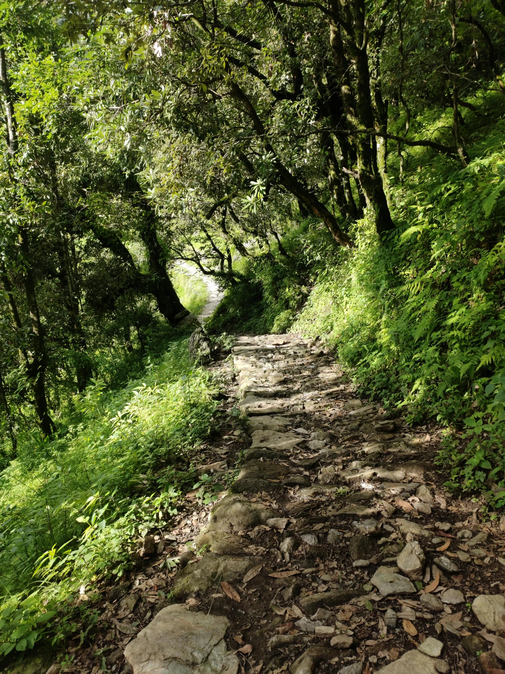 a path in the middle of a lush green forest, by Muggur, uttarakhand, stone steps, profile image