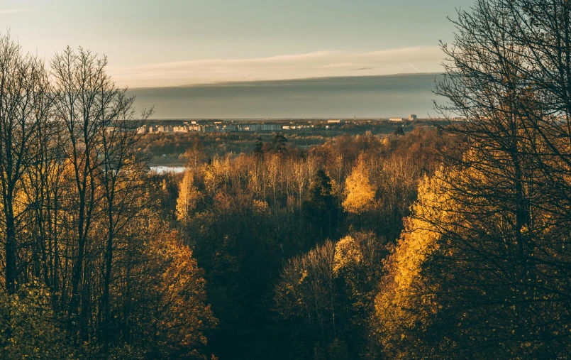 a forest filled with lots of trees next to a river, by Sebastian Spreng, pexels contest winner, happening, vista of a city at sunset, tallinn, shades of gold display naturally, overlooking a valley with trees