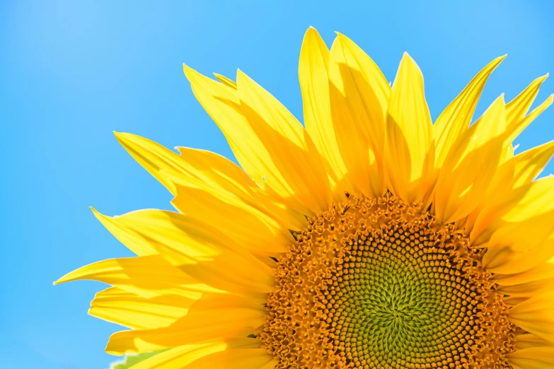 a close up of a sunflower with a blue sky in the background, an album cover, pexels, profile image, high resolution print, brightly-lit, decoration