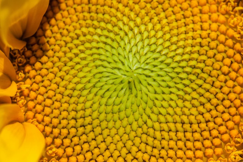 a close up of the center of a sunflower, pointillism, arranged in the golden ratio, worm's eye view from the floor, closeup at the food, mid shot photo