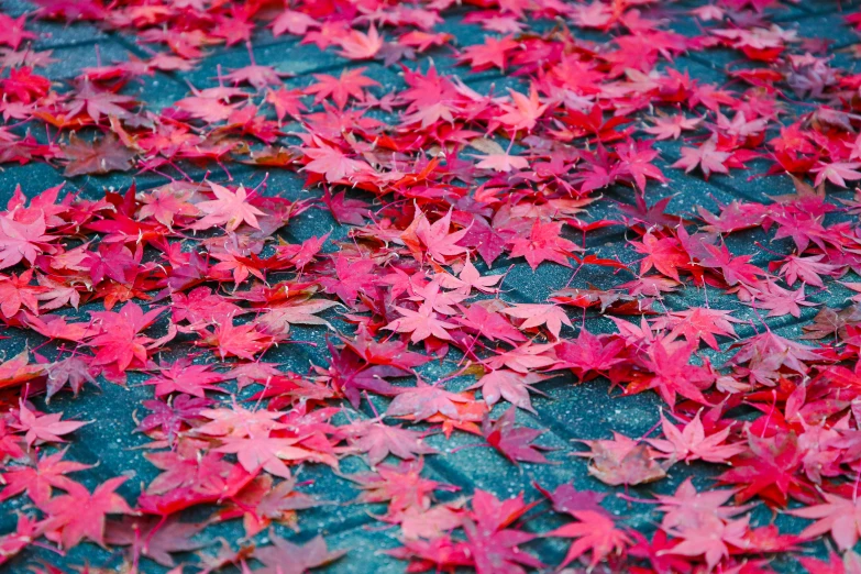 a bunch of red leaves laying on the ground, by Hiroshi Honda, unsplash, visual art, pink and blue colour, wet pavement, japanese maples, 3 4 5 3 1
