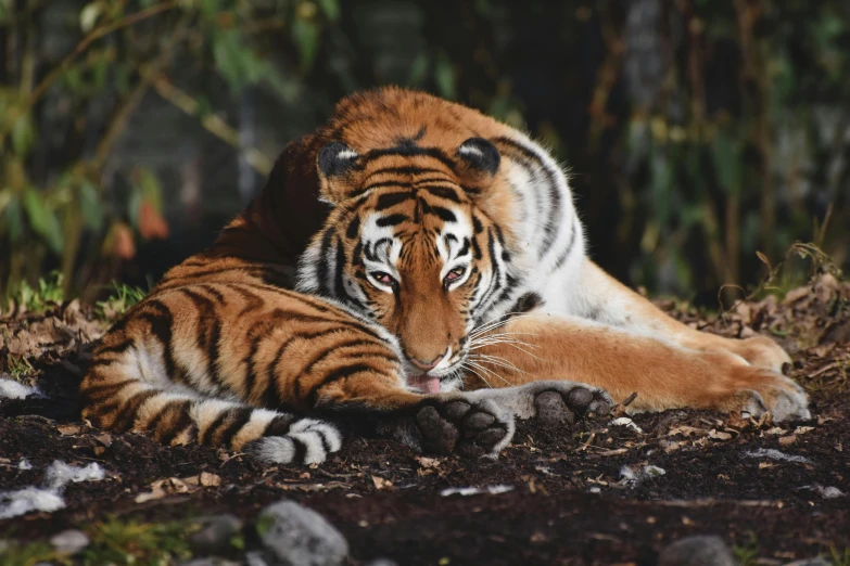 a tiger that is laying down in the dirt, pexels contest winner, 🦩🪐🐞👩🏻🦳, sitting on a rock, manuka, a cozy