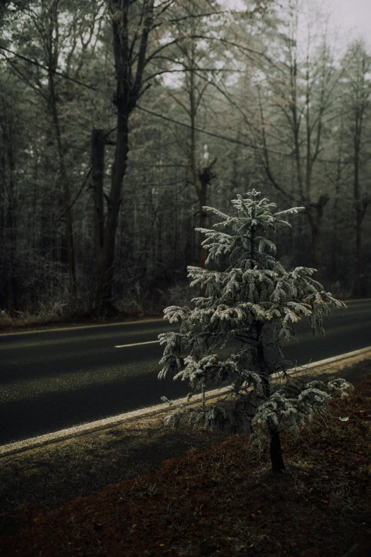 a small tree sitting on the side of a road, inspired by Elsa Bleda, unsplash contest winner, winter forest, frozen like a statue, in a spooky forest, kacper niepokolczycki